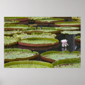 Mauritius, Pamplemousses, SSR Botanisch Poster (Voorkant)