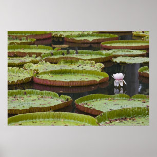 Mauritius, Pamplemousses, SSR Botanisch Poster