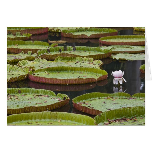Mauritius, Pamplemousses, SSR Botanische tuin (Voorkant Horizontaal)