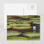 Mauritius, Pamplemousses, SSR Botanische tuin Briefkaart (Voorkant / Achterkant)