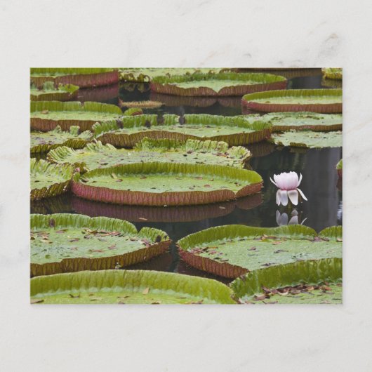 Mauritius, Pamplemousses, SSR Botanische tuin Briefkaart (Voorkant)