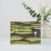 Mauritius, Pamplemousses, SSR Botanische tuin Briefkaart (Staand voorkant)