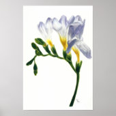 Mauve Freesias Print (Voorkant)