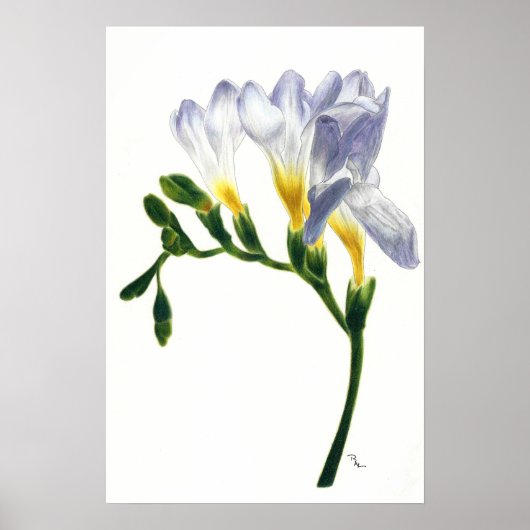 Mauve Freesias Print (Voorkant)