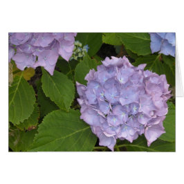 Mauve Hortensia