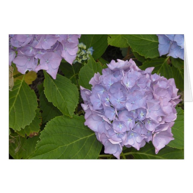 Mauve Hortensia (Voorkant Horizontaal)