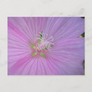 Mauve musquée (2) briefkaart