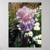 Mauve Pink Iris Floral Flowers Foto Poster (Voorkant)