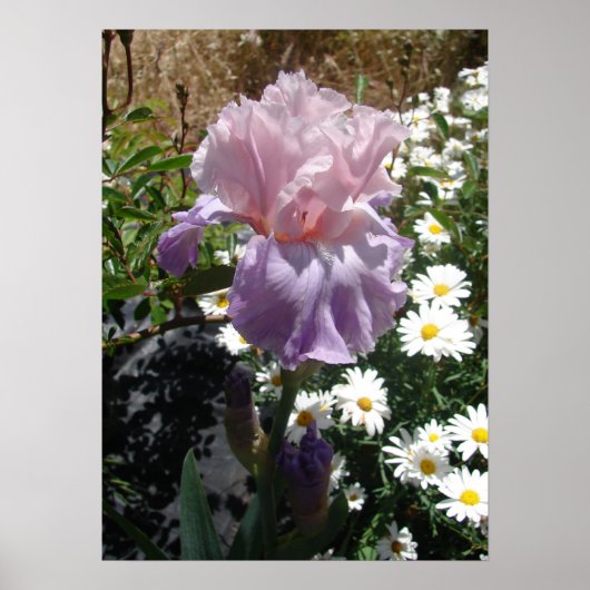 Mauve Pink Iris Floral Flowers Foto Poster (Voorkant)