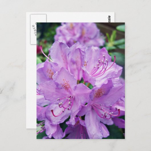 Mauve Rhododendron Briefkaart (Voorkant / Achterkant)