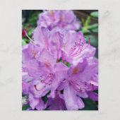 Mauve Rhododendron Briefkaart (Voorkant)