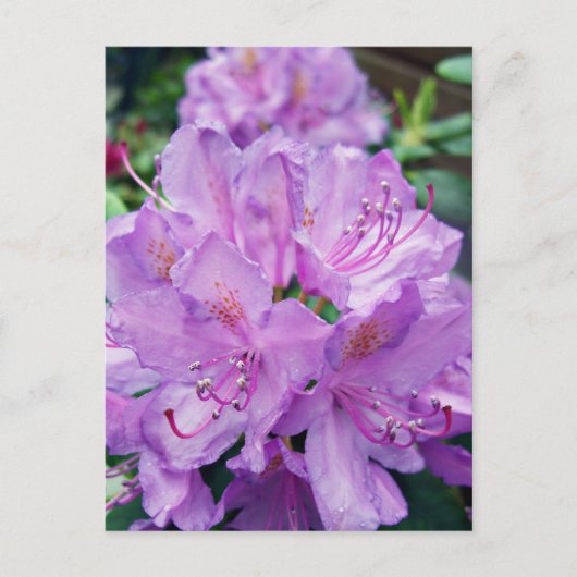 Mauve Rhododendron Briefkaart (Voorkant)