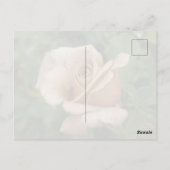 Mauve Roos Ansichtkaart Briefkaart (Achterkant)
