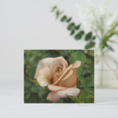Mauve Rose Postcard Briefkaart (Staand voorkant)