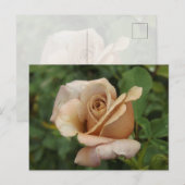 Mauve Rose Postcard Briefkaart (Voorkant / Achterkant)
