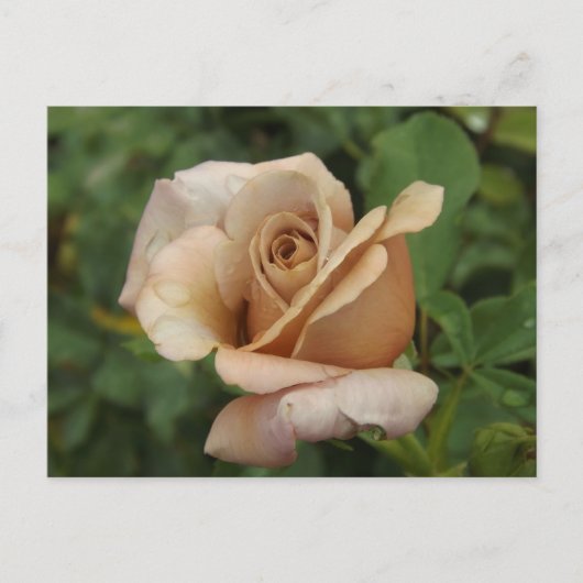 Mauve Rose Postcard Briefkaart (Voorkant)