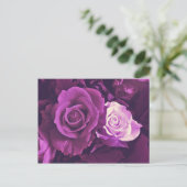 Mauve Rozen in het Briefkaart Bloom (Staand voorkant)