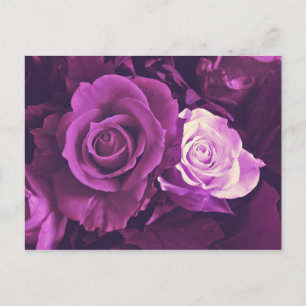 Mauve Rozen in het Briefkaart Bloom