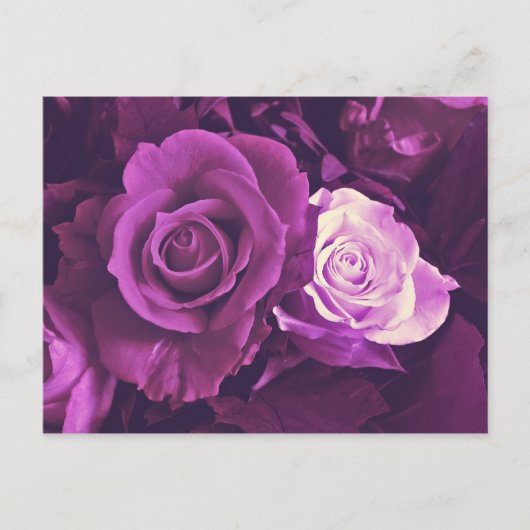 Mauve Rozen in het Briefkaart Bloom (Voorkant)