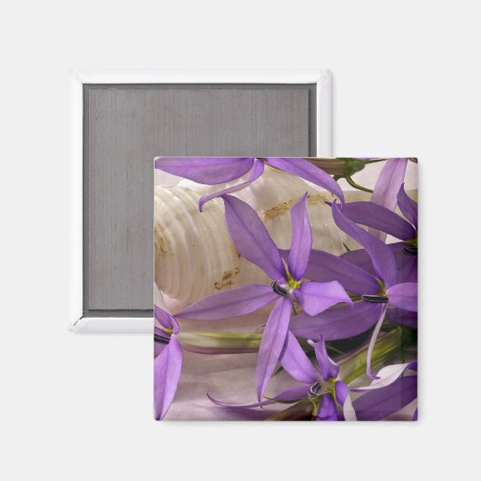 Mauve Starshine Laurentia Magneet (Voorkant / Achterkant)