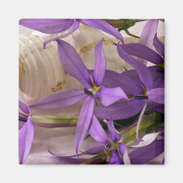 Mauve Starshine Laurentia Magneet