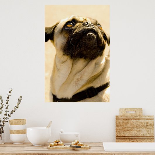 Max de Pug Poster (Keuken)