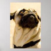 Max de Pug Poster (Voorkant)
