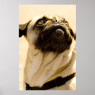 Max de Pug Poster