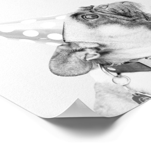 Max van de Franse Bulldog Poster (Hoek)