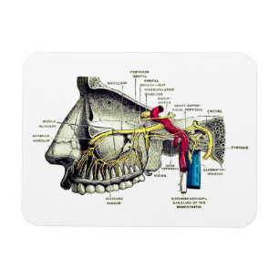Maxillaire zenuwen menselijke anatomie magneet