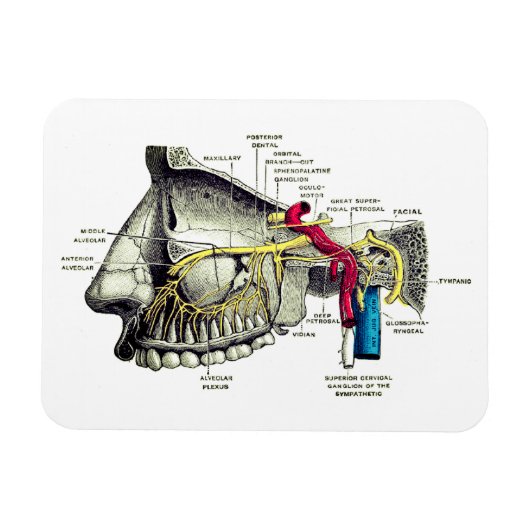 Maxillaire zenuwen menselijke anatomie magneet (Horizontaal)