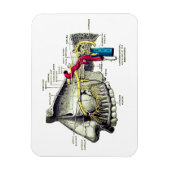 Maxillaire zenuwen menselijke anatomie magneet (Verticaal)