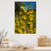 Maximiliaan's zonnebloem (Helianthus Maximiliani) Poster (Keuken)