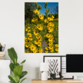 Maximiliaan's zonnebloem (Helianthus Maximiliani) Poster (Thuiskantoor)