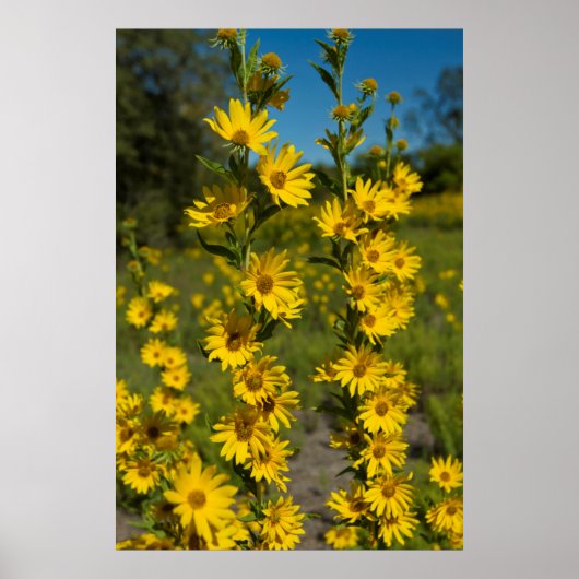 Maximiliaan's zonnebloem (Helianthus Maximiliani) Poster (Voorkant)