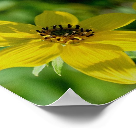 Maximilian Sunflower Floral Abstract Poster (Hoek)