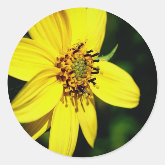 Maximilian Sunflower Floral Ronde Sticker (Voorkant)