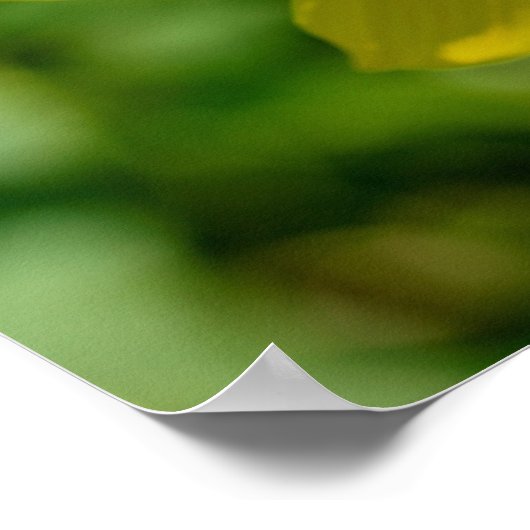 Maximilian Sunflower Poster (Hoek)