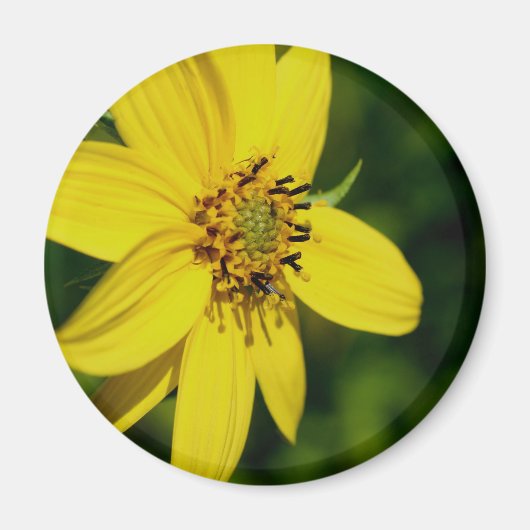 Maximilian Zonnebloem Bloem Fotografie Magneet (Voorkant)