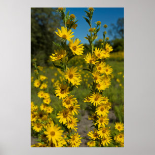 Maximilians zonnebloem (Helianthus Maximiliani) Poster
