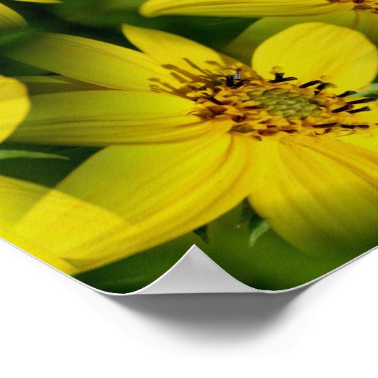 Maximillian Sunflower Abstract Poster (Hoek)