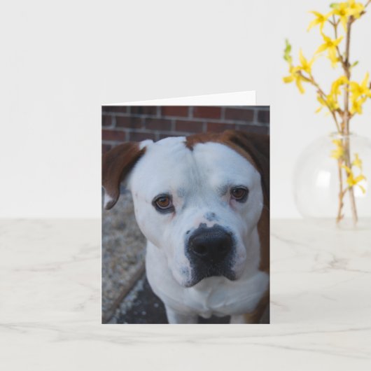 Maximus de kaart (Gele Bloem)