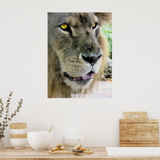 Maximus Poster (Keuken)