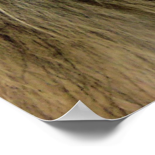 Maximus Poster (Hoek)