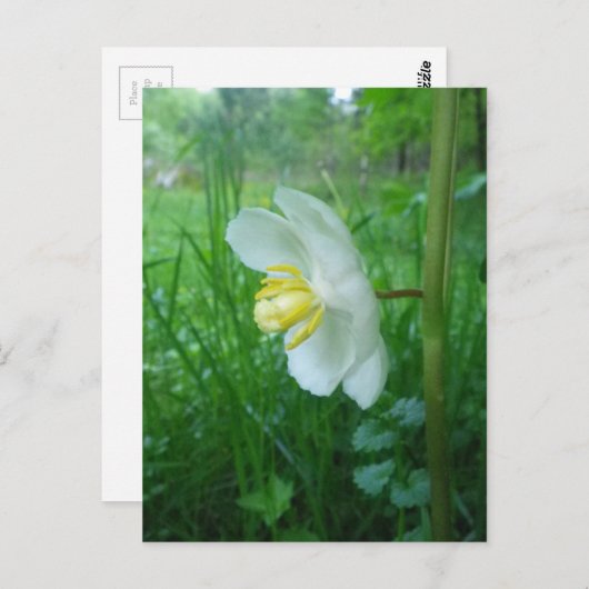 May Apple Blossom briefkaart (Voorkant / Achterkant)