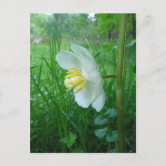 May Apple Blossom briefkaart (Voorkant)