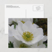 May Flower Blossom, Unalaska Island Briefkaart (Voorkant / Achterkant)