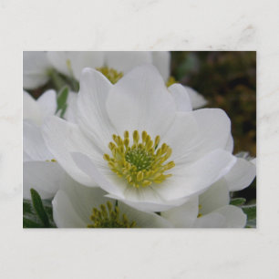 May Flower Blossom, Unalaska Island Briefkaart