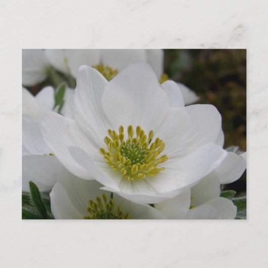 May Flower Blossom, Unalaska Island Briefkaart (Voorkant)