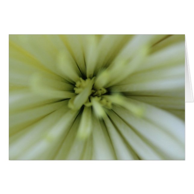 May Flowers (Voorkant Horizontaal)